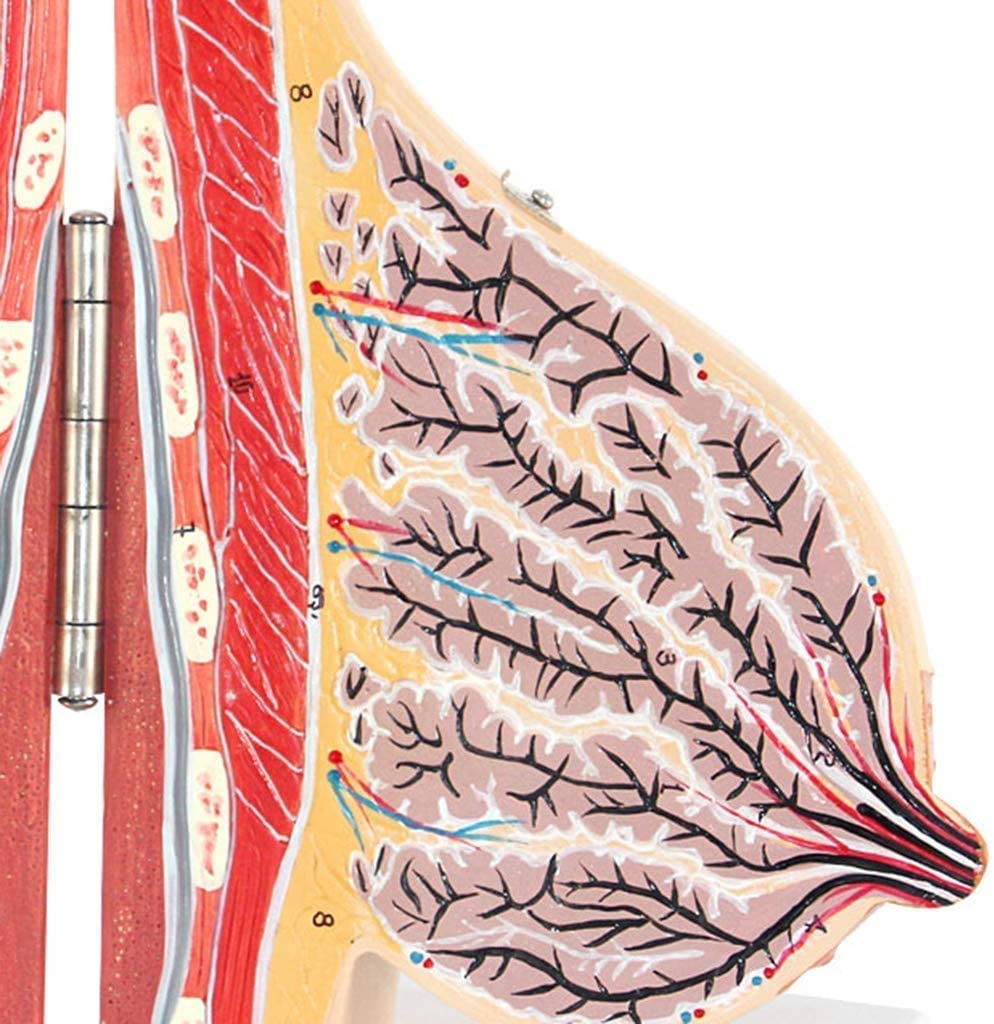 Modelo de Secundaria Modelo Patológico Modelo Anatómico Médicos Médicos, Equipos para Educación Médica