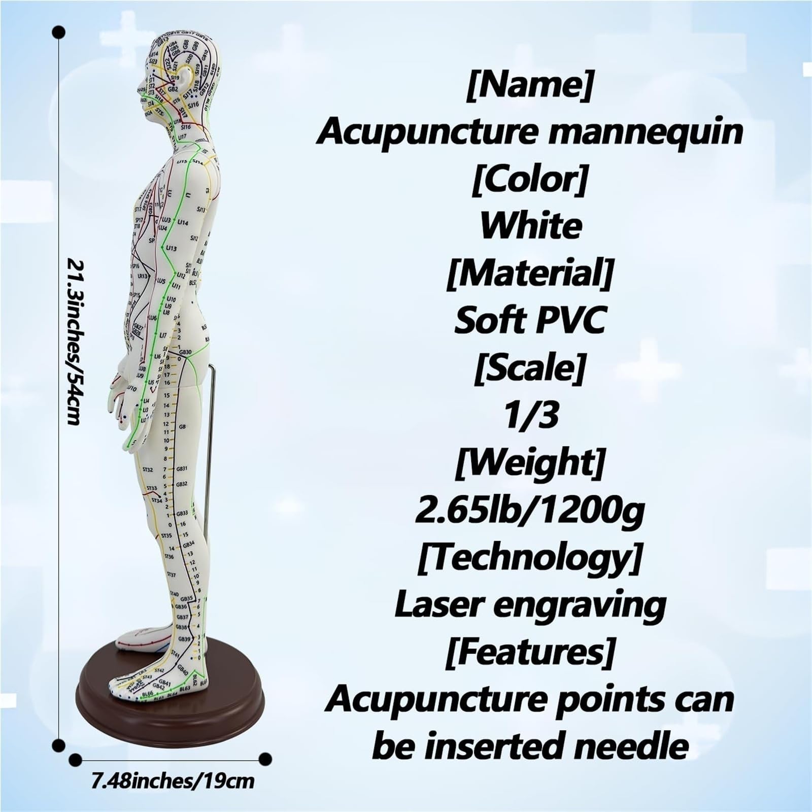Model akupunktury męskiej i żeńskiej naturalnej wielkości 1/3 z angielsk