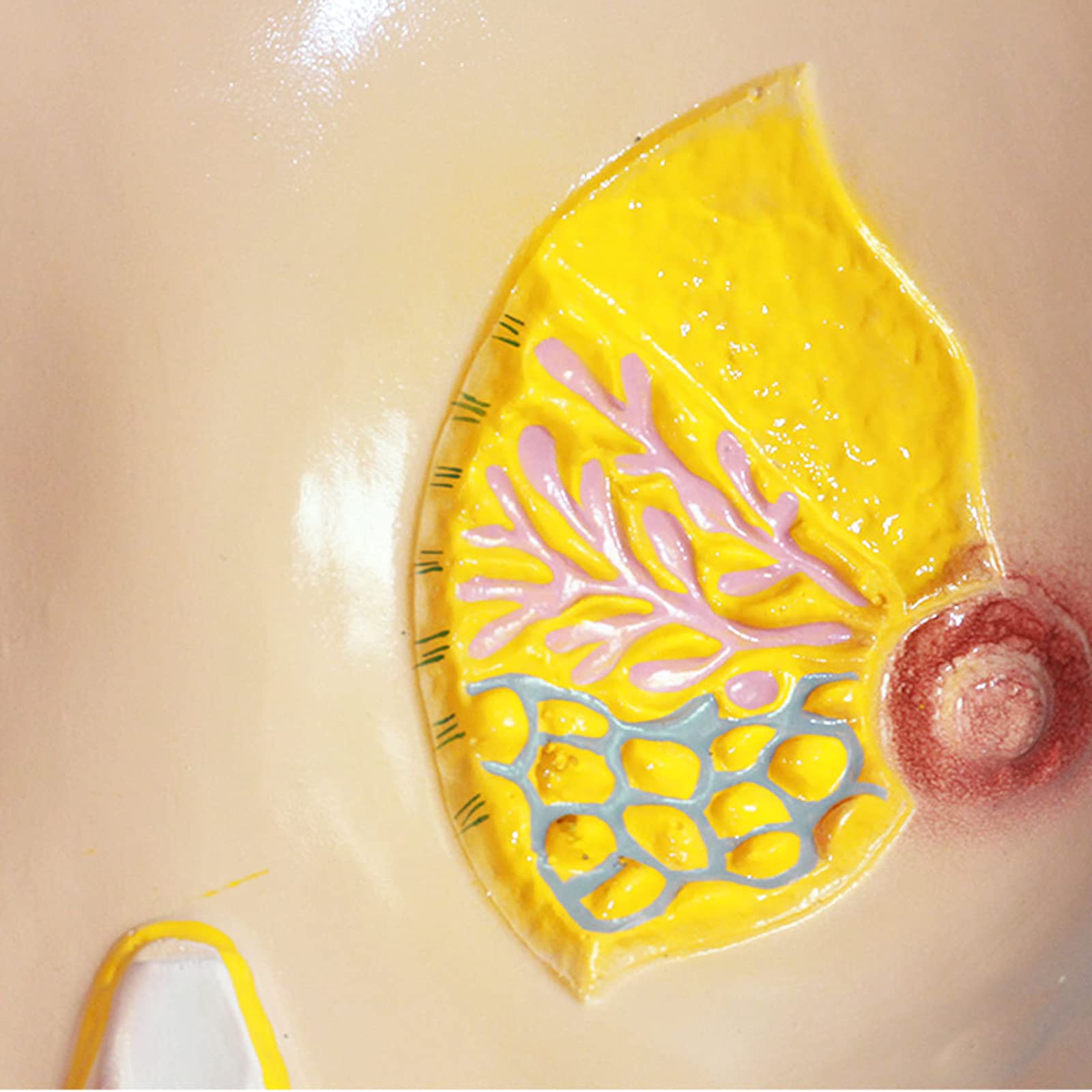 Anatomiemodelle, Anatomisches Modell der menschlichen Anatomie, Brustmodell aus PVC