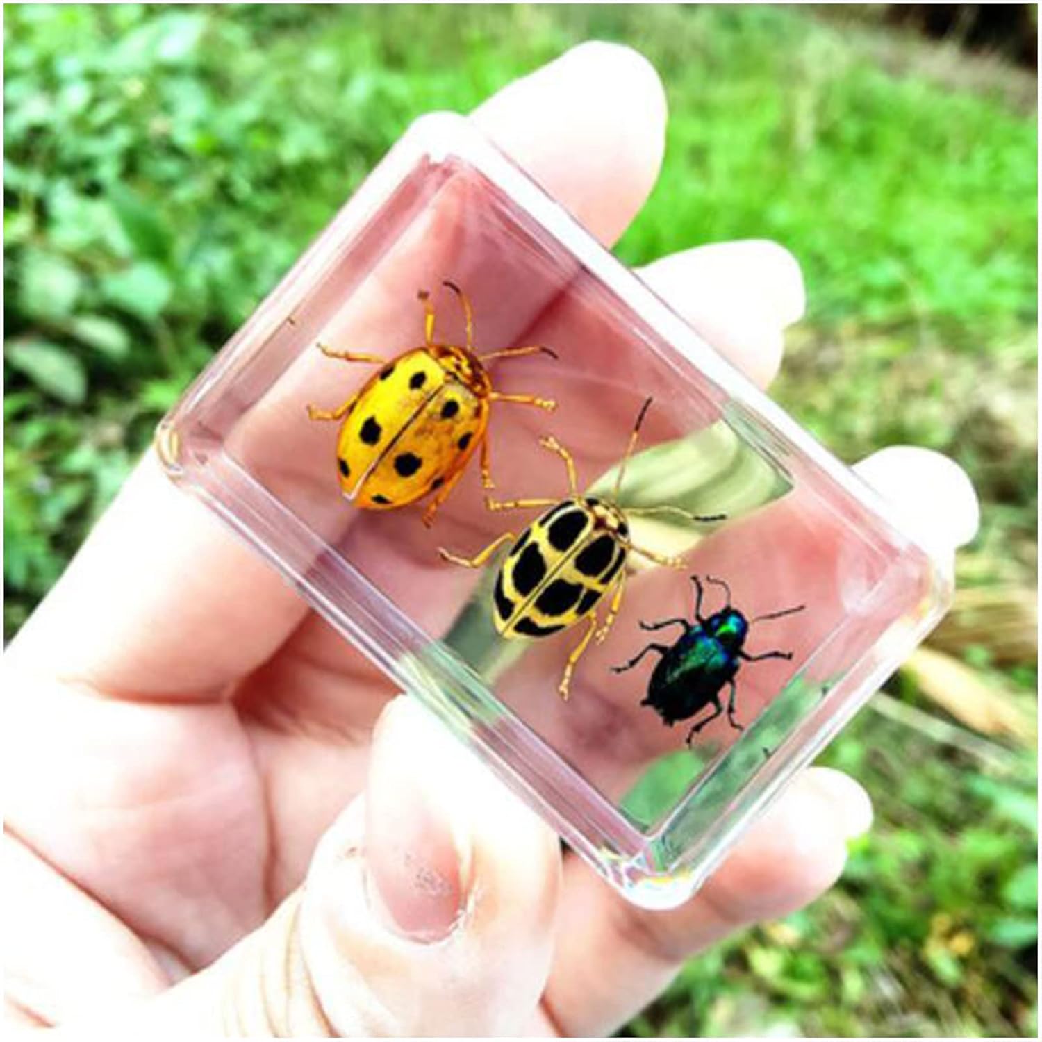 Amazon.com: KH66ZKY Scarab Beetle Specimen - Real Resin Insect ...