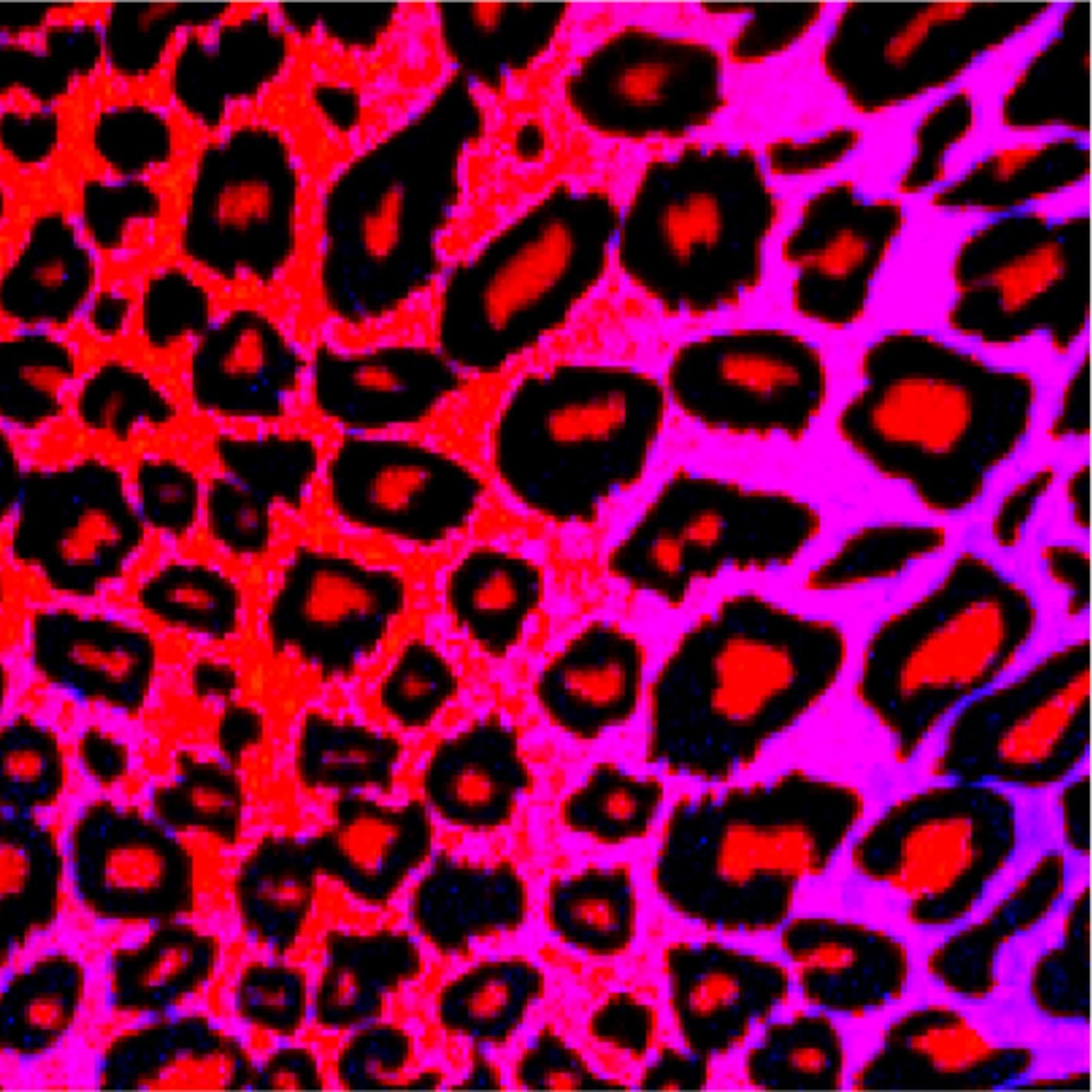 Christian Hansen & The Autistics