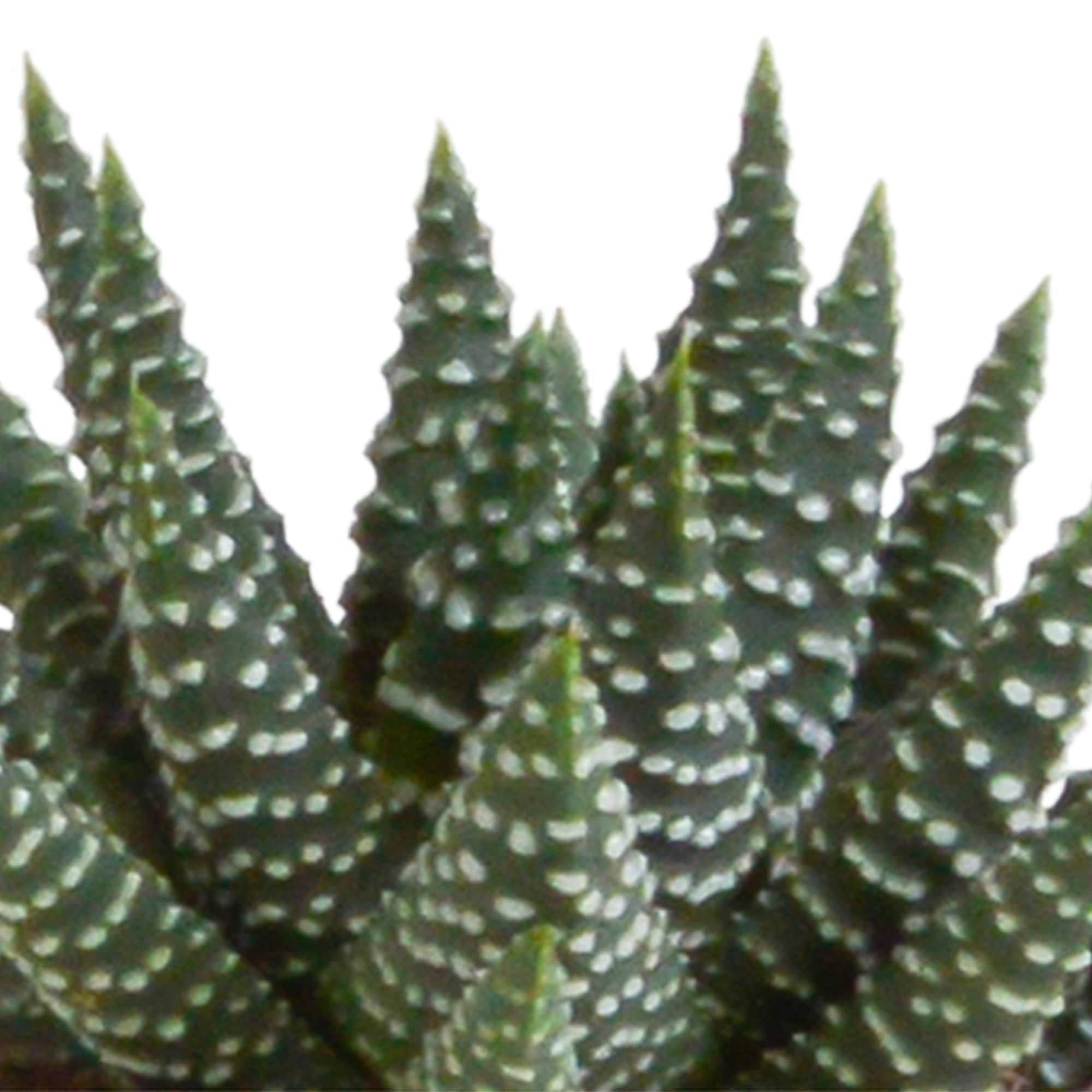 Mix Piante Grasse Gasteria Haworthia, Senza Vaso, Interno, 5.5cm, Set da 5