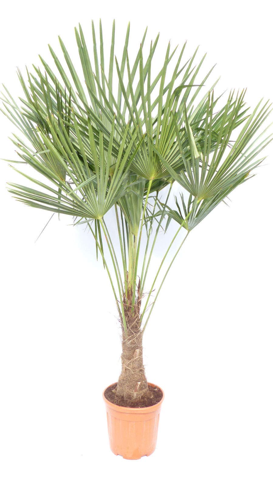 XXL Palme winterhart 140-160 cm Trachycarpus fortunei, Hanfpalme, Top-Qualität