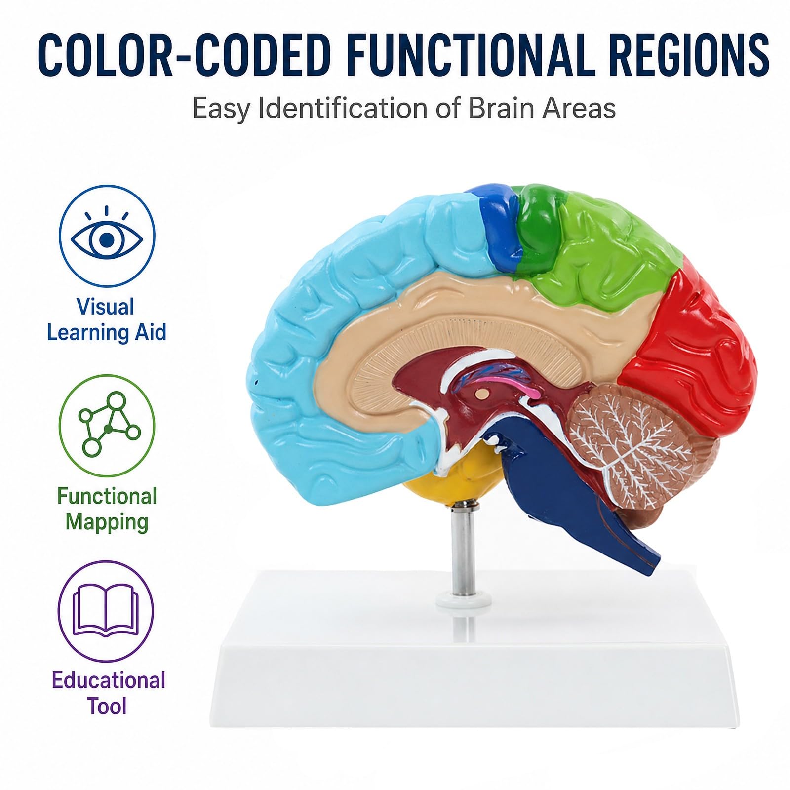 Modelo Anatómico del Hemisferio Derecho 1:1 con Base para Enseñanza | Modelo Cerebro Desmontable para Estudio de Arterias Cerebrales y Herramienta Educativa de Divulgación