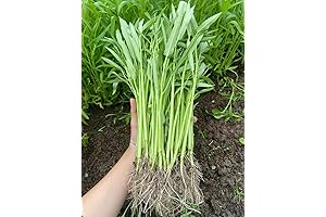 1000 Organic Vietnamese Rau Muong Seeds - Easy to Grow Water Spinach...