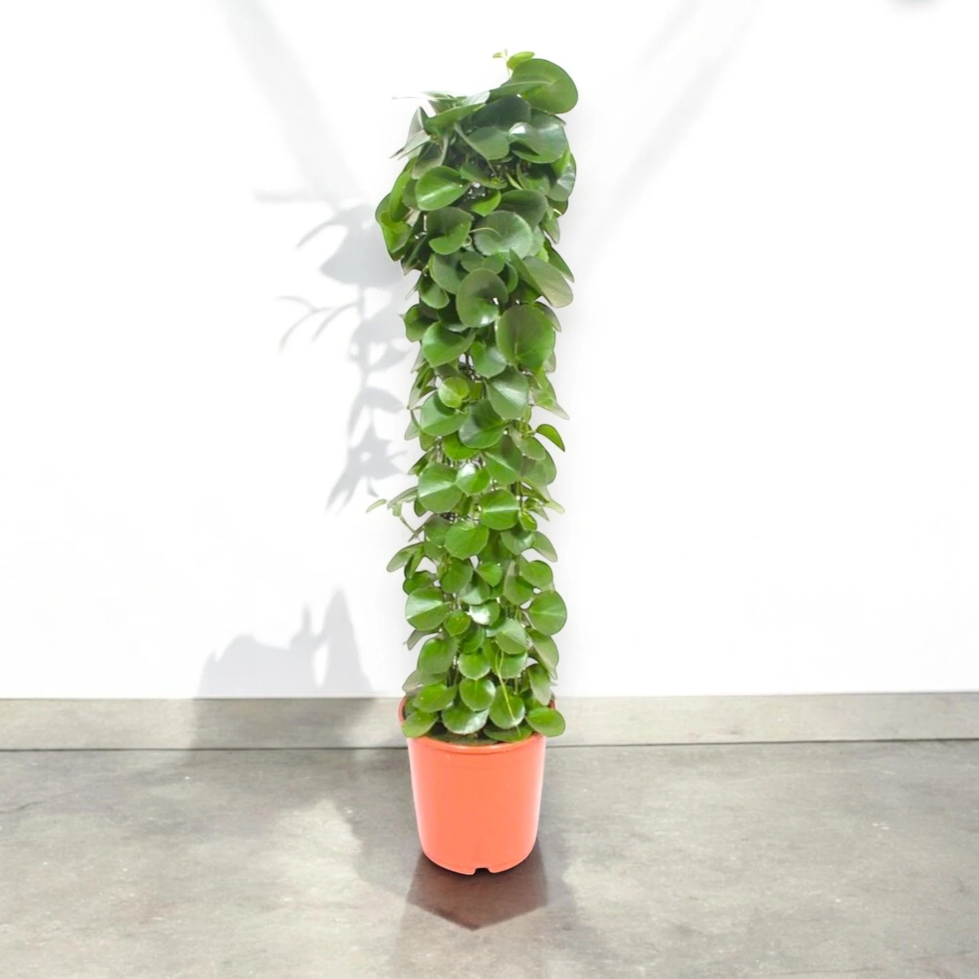 Cissus rotundifolia Pianta da Interno Ornamentale, Verde, Ricadente, 120 cm, Vaso 24