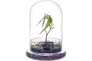 NCYP Glass Dome Terrarium: The Perfect Home for Your Carnivorous Plants