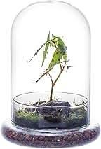 Kit Terrarium CLOCHE - 2 Plantes à personnaliser