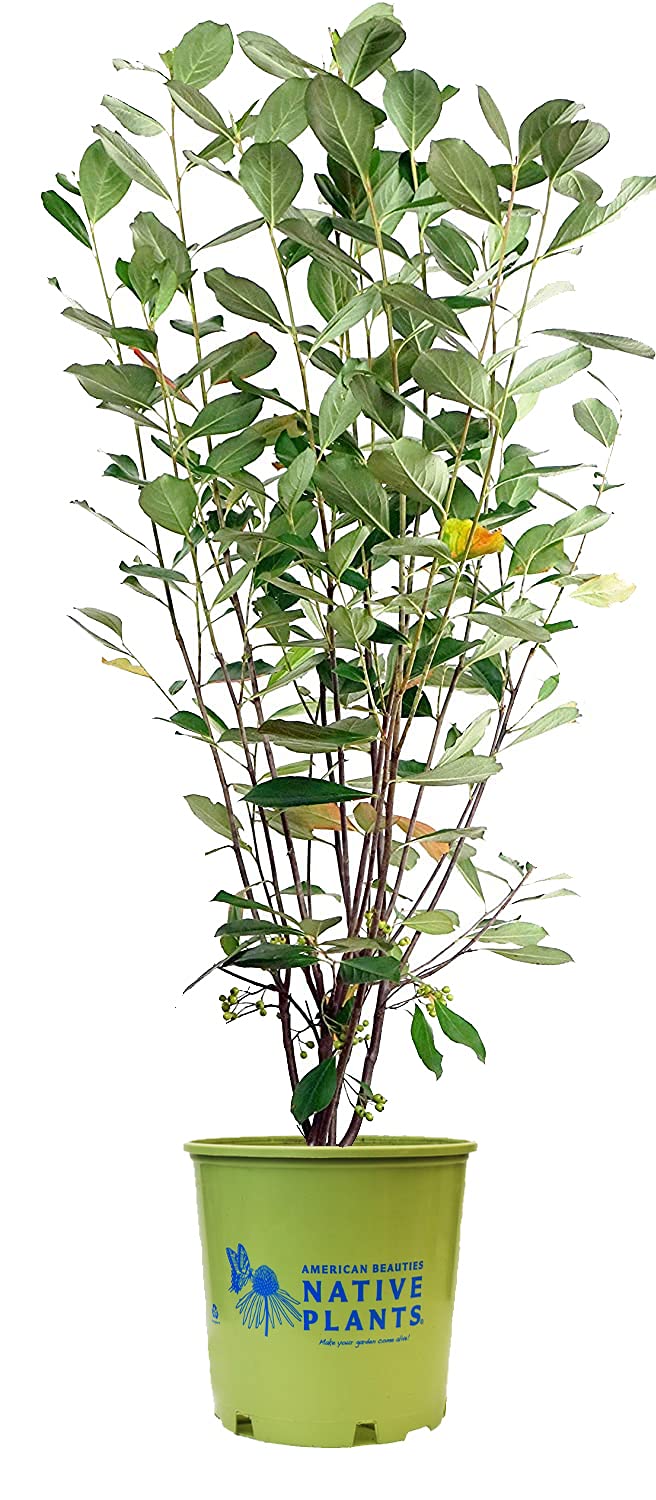 American Beauties Aronia arb. Brilliantissima