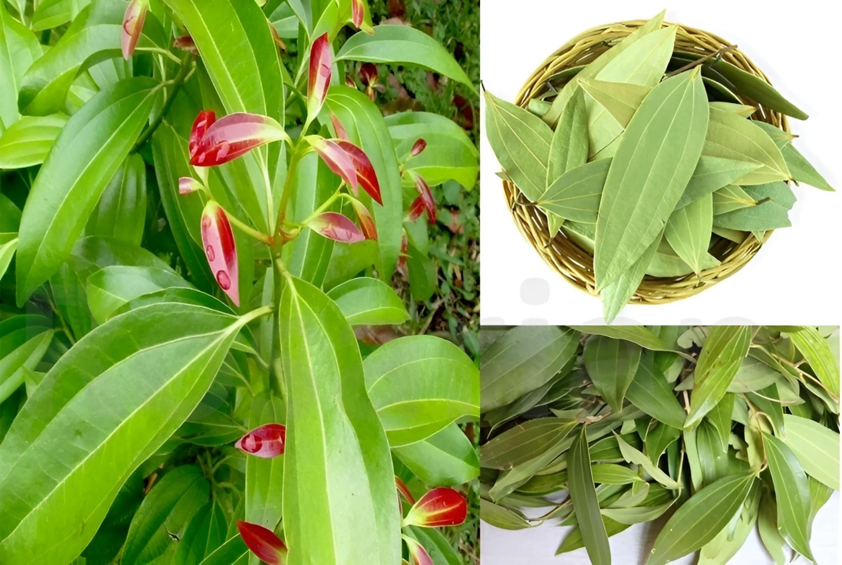 Rosarian® Live Tej Patta,Bay Leaf, Tez Patta Spice Plant.With 1 Nursery Grow Bag | Care Spices Plants Live Indian Bay Leaf Plant Tejpatta Spice tree (Bay Leaf Plant)