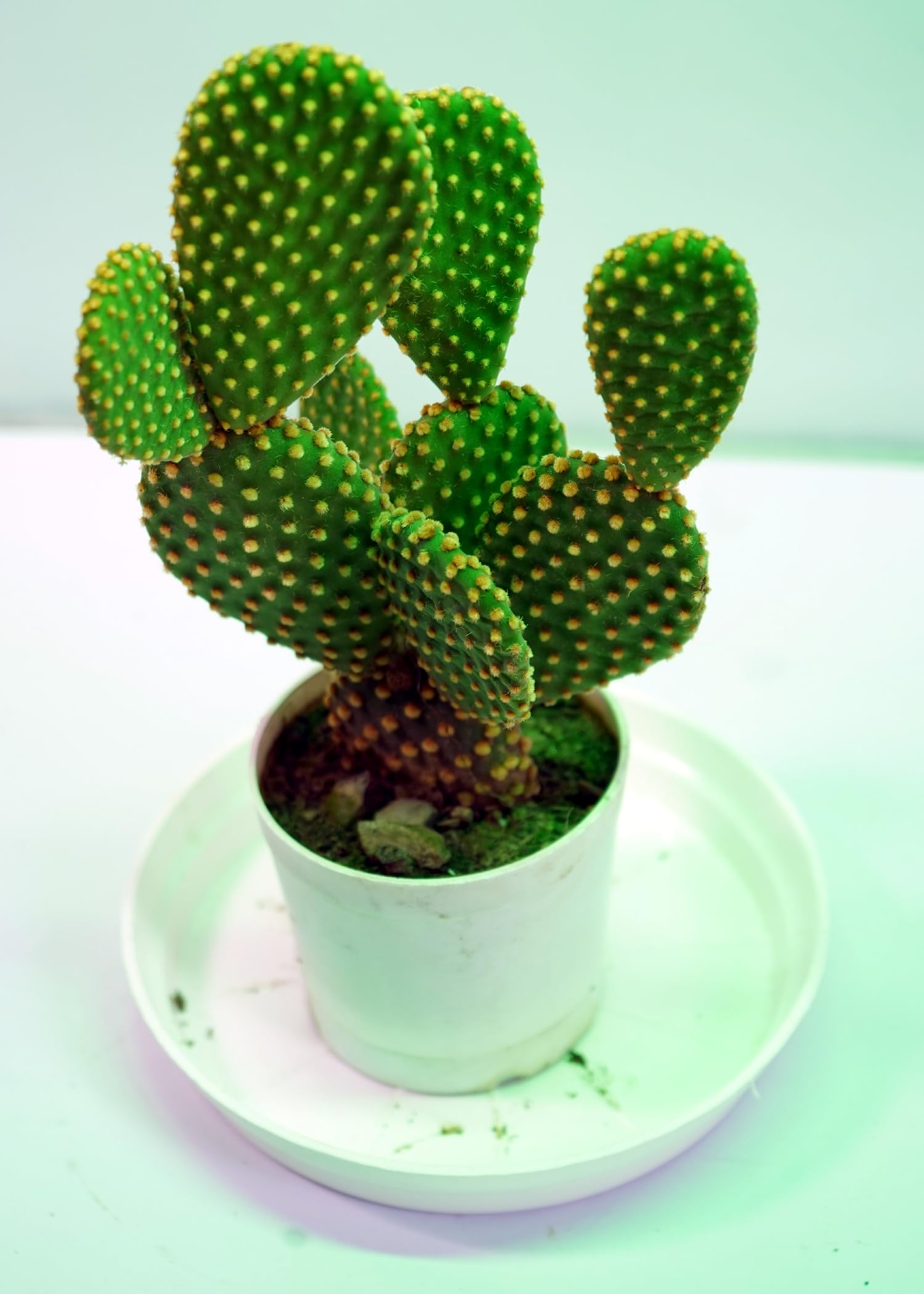 Monstera Nagfani Live Plant With Pot Cactus Small Medicinal Plant Cactus Big Live Plant For Home Garden Balcony (B0DBZ6XNFZ) Amazon Price History, Amazon Price Tracker