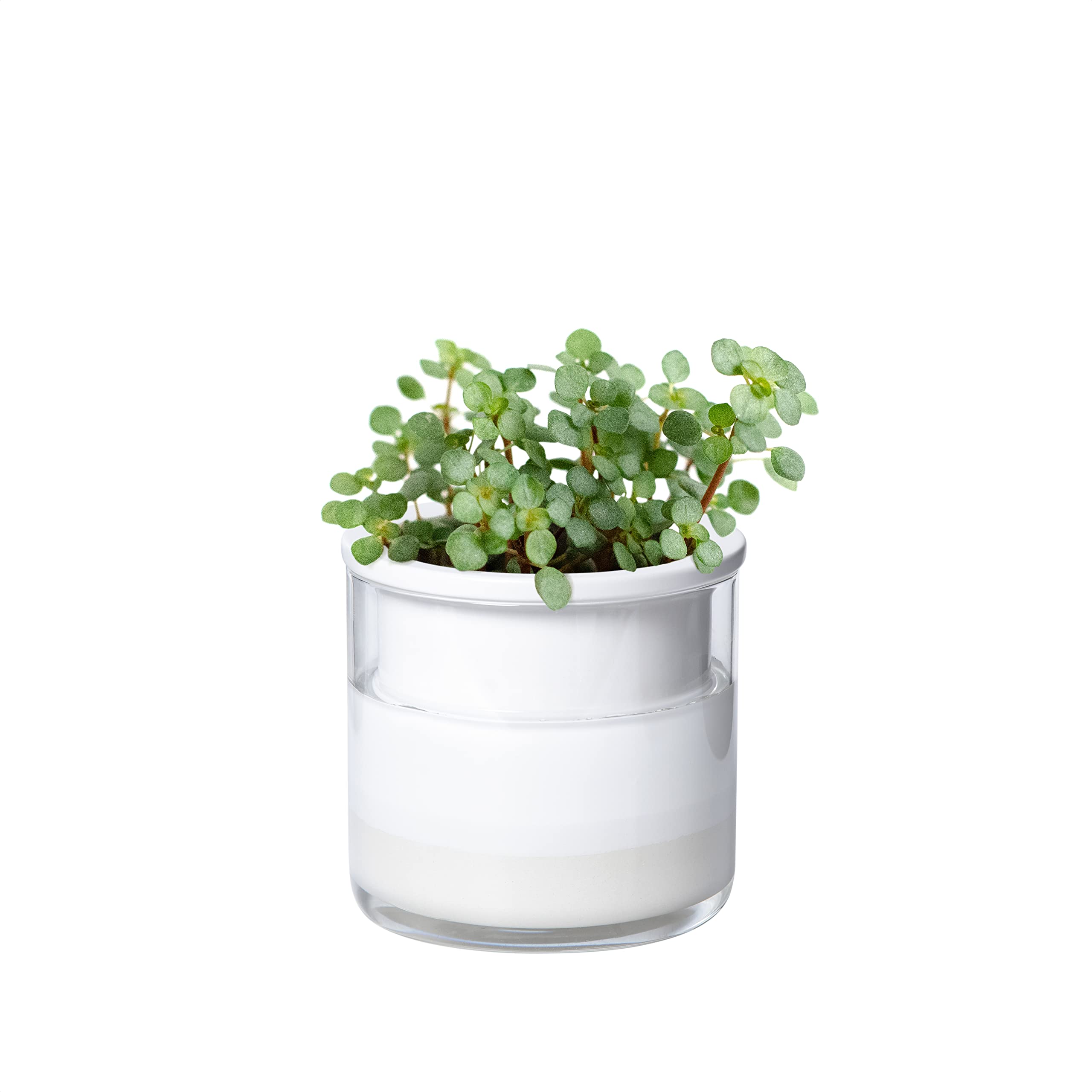 Phoenix Vine 4 Inch Self Watering Planter Pot, Design White Terracotta Pots for Plants, Indoor Cylinder Terra Cotta Pots with Glass Vase, Set of 1, 51-B-E-1