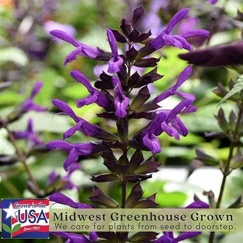 Miniatura 3 de Clovers Garden Salvia Purple and Bloom Plants - Dos (2) plantas vivas - Sin OMG - Sin semillas - cada una de 4 a 8 pulgadas de alto - en macetas de