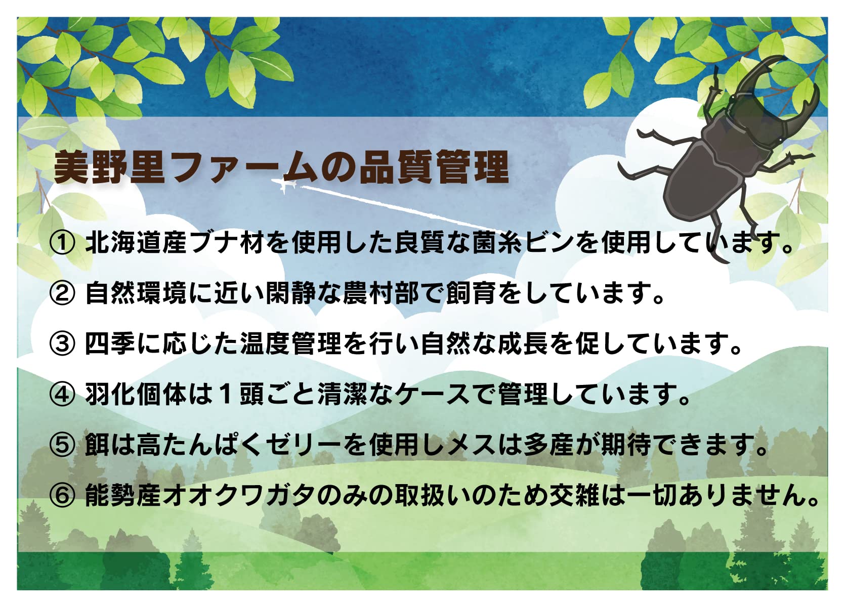 Amazon | [美野里ファーム] 国産オオクワガタ（能勢YG血統） 大型ペア 