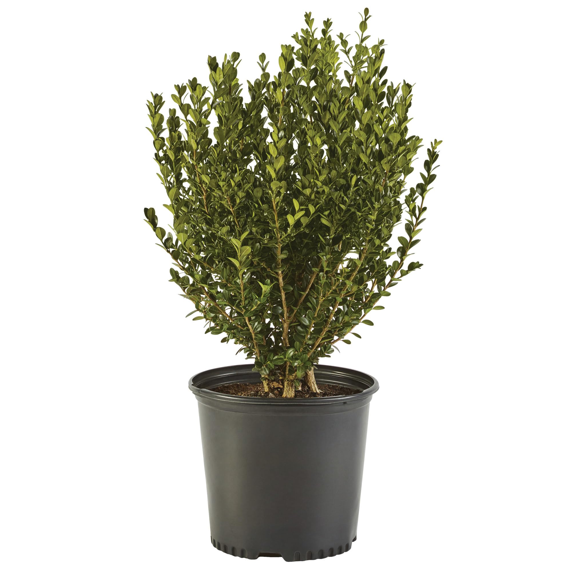 Boxwood Wintergreen, 1 Gallon