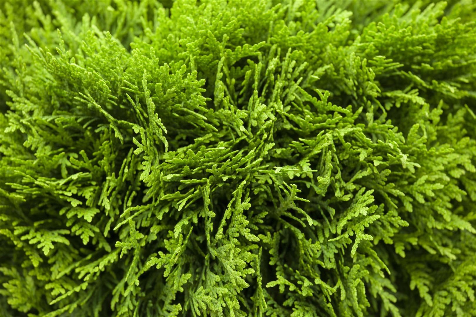 Thuja occidentalis 'Danica' 50-60 cm - Kugel-Lebensbaum, immergrn,  kompakt, ideal fr Hecken und Kbel, winterhart, pflegeleicht : Amazon.de:  Garten