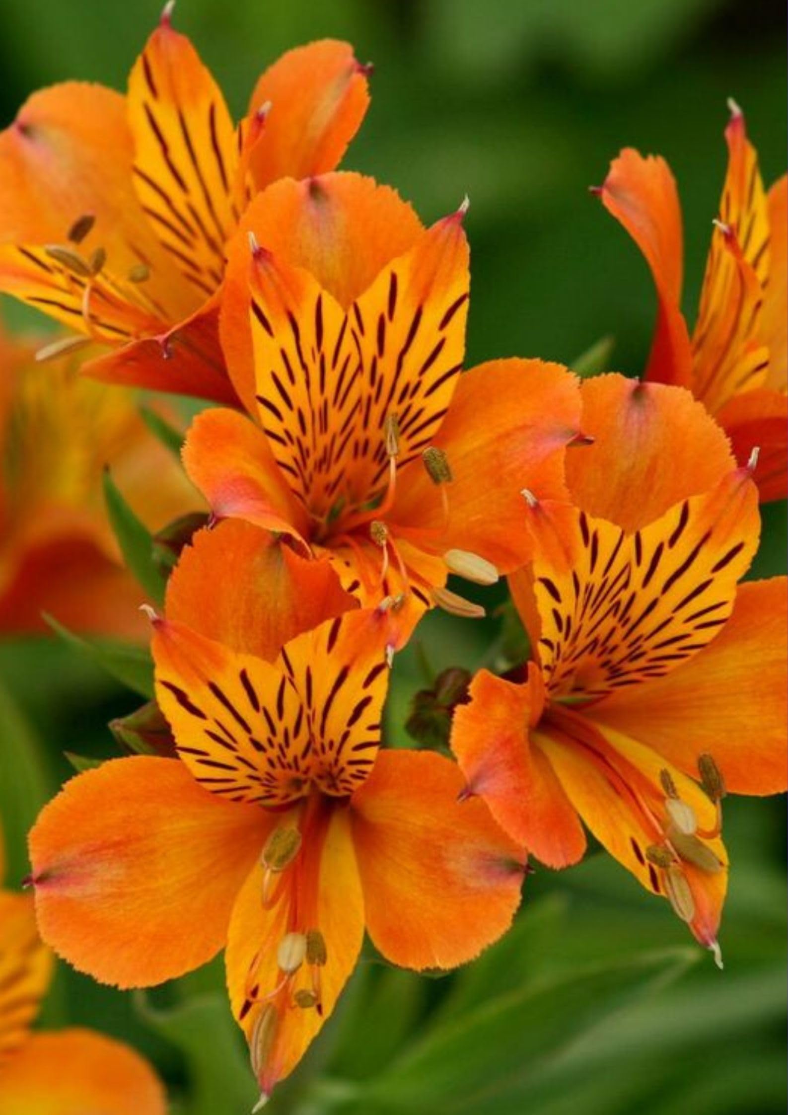 Oakwood Farms � Imported Alstroemeria Orange Color Flower Bulbs For Your Garden (Pack Of 1 Bulbs) (B0CVV22BB7) Amazon Price History, Amazon Price Tracker
