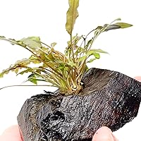 Vista 2 de Cryptocoryne Mioya On Driftwood Planta de acuario vivo Decoraciones tropicales de agua dulce