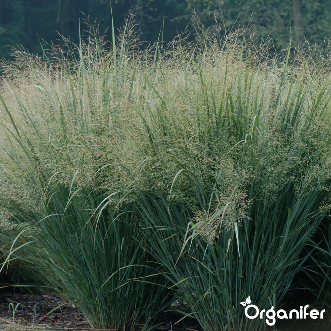 Fertilizante Líquido Para Panicum 10L – Abono Orgánico Para Hojas Saludables Y Crecimiento Fuerte – Refuerza Raíces Y Vitalidad – Organifer