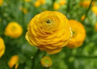 20 Yellow Ranunculus Aviv Corms Bulbs by Hand Picked Nursery