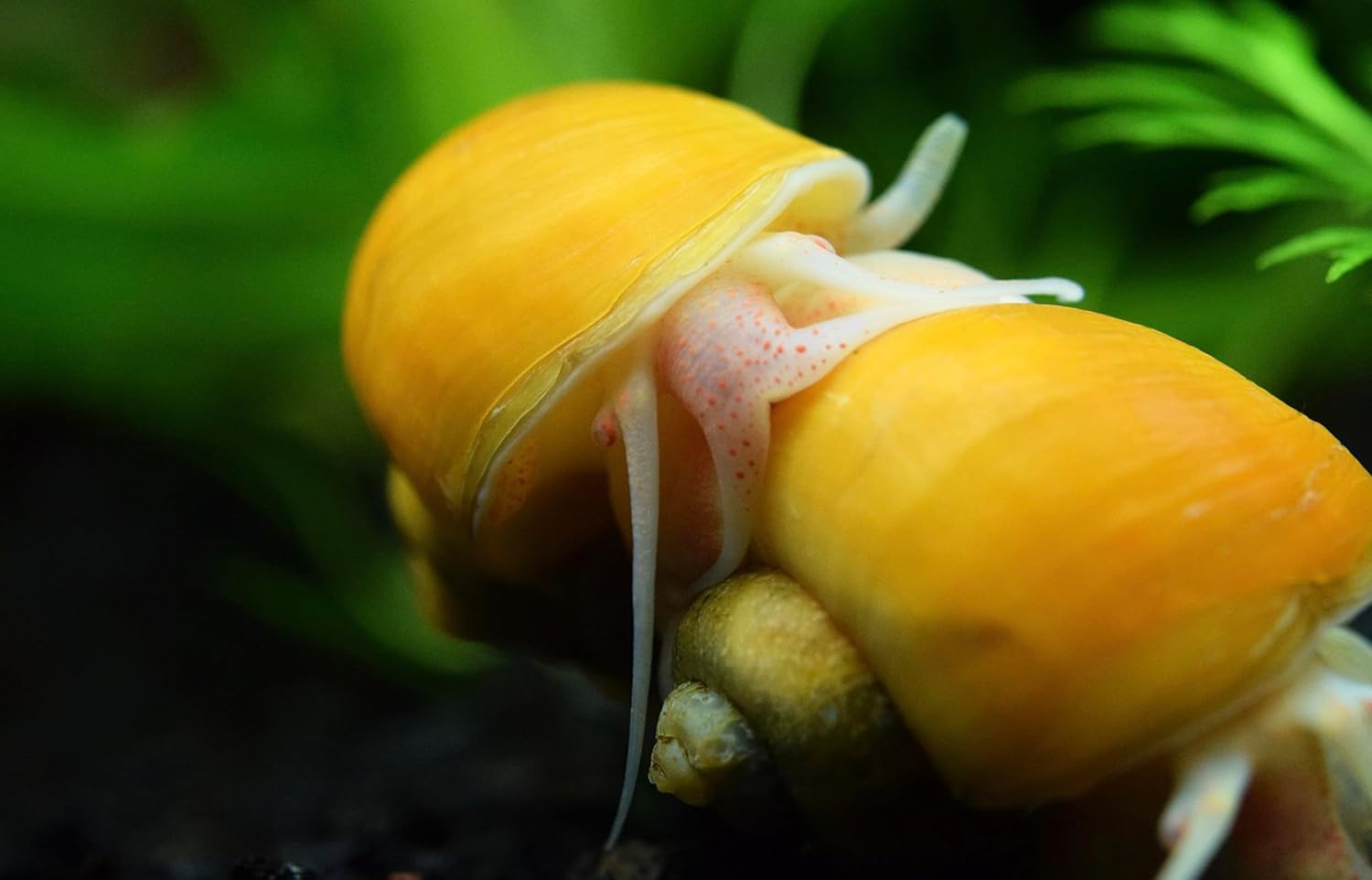 Golden Mystery Snail – Live Freshwater Aquarium Snail (1 Count) | Algae Eater, Tank Cleaner, Peaceful Invertebrate for Community Tanks - Heat Packs Included