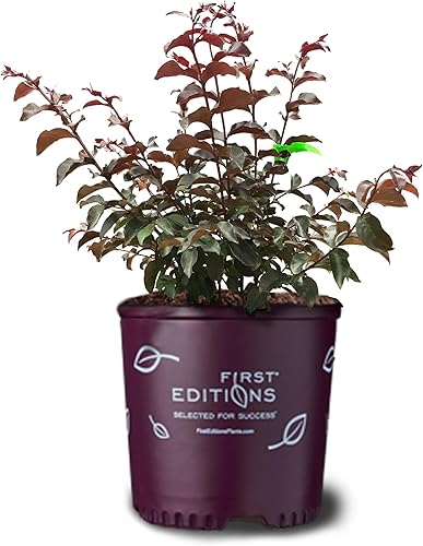 Vista 30 de American Plant Exchange Black Diamond Shell Pink Crape Myrtle Tree Live, maceta de 1 galón, 1-1.5 pies de alto, flores rosas vibrantes, tolerantes a