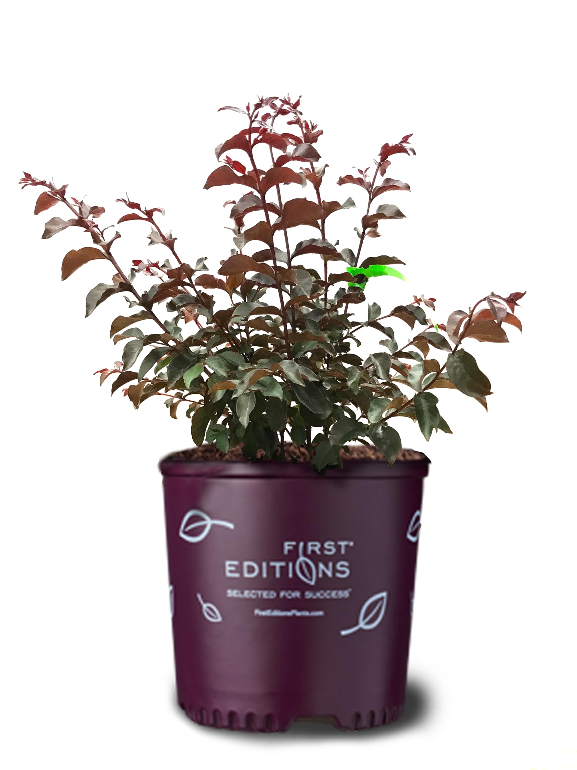 American Plant Exchange Twilight Magic Crape Myrtle Tree