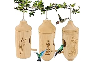 Appealing Hummingbird Haven: Nature's Haven for Feathered Beauties