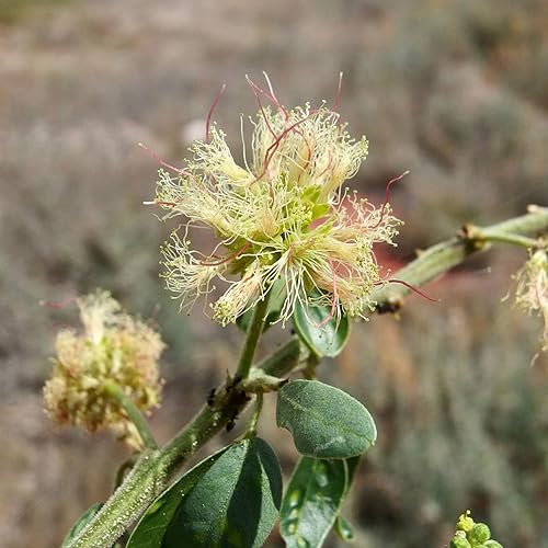 Miniatura 5 de QAUZUY GARDEN 10 semillas prémium de tamarindo de manilaespina de MadrasPithecellobium DulceCamachile comestibles y hermosas semillas de reliquia