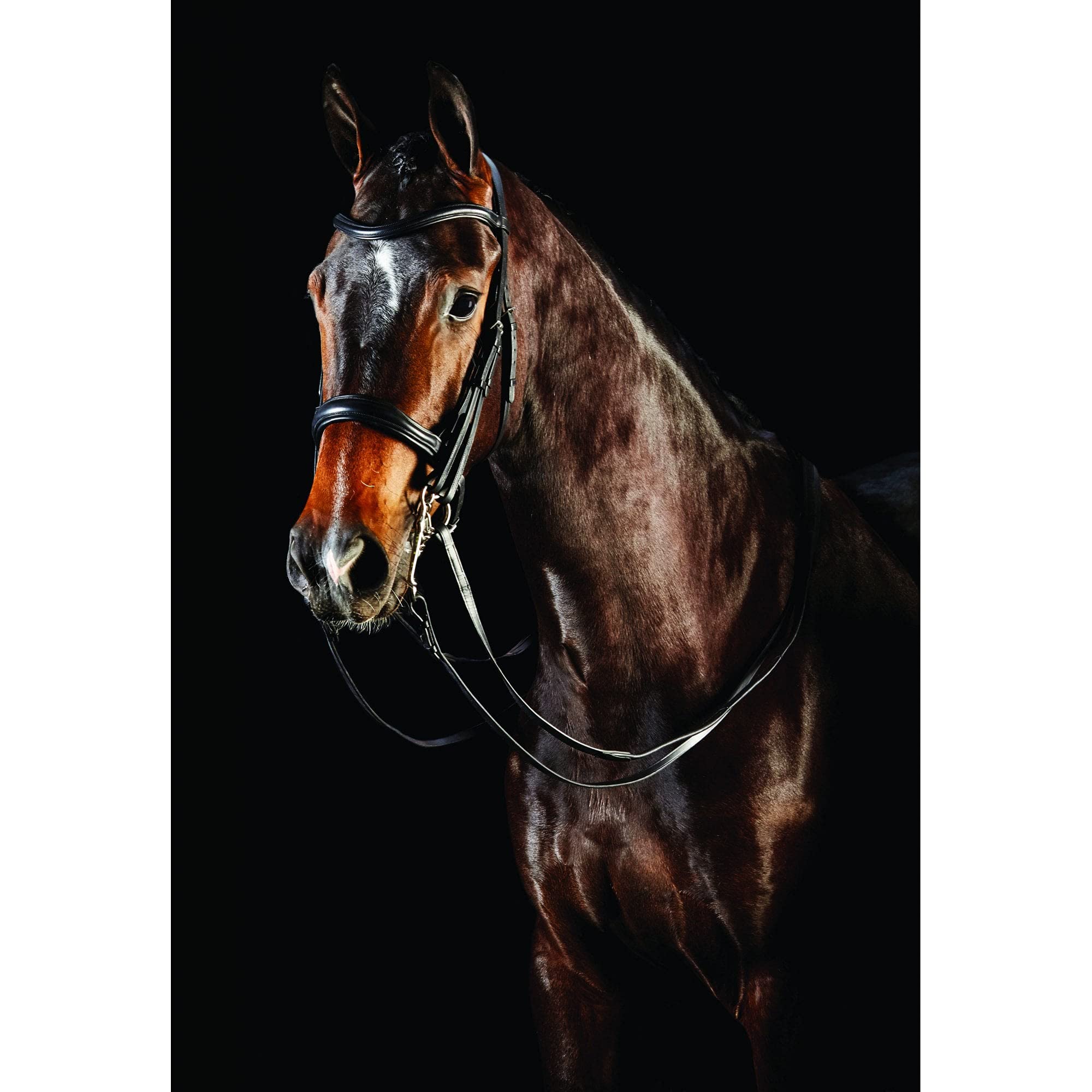 Collegiate ComFiTec Weymouth Bridle