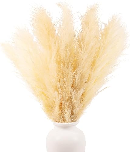 Sunshine Marigolds 12tallos altos de 4pies de largo (48pulgadas) de hierba de las pampas, tamaño gigante, plumas extrasuaves secadas naturalmente,