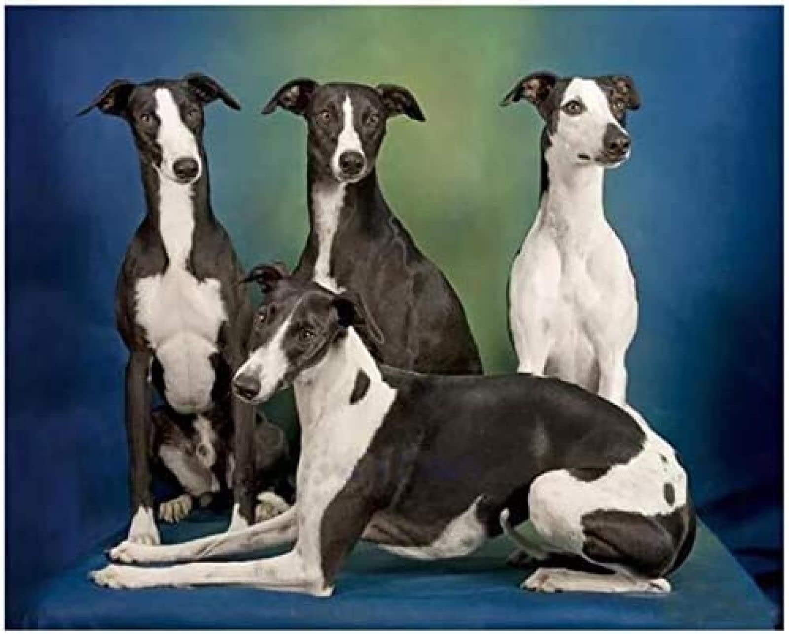 Jigsaw Puzzles For Adults 2000 Piece,Whippet Dog Puzzles Intellectual Game Learning Toys Home Decoration Puzzle 70x100CM