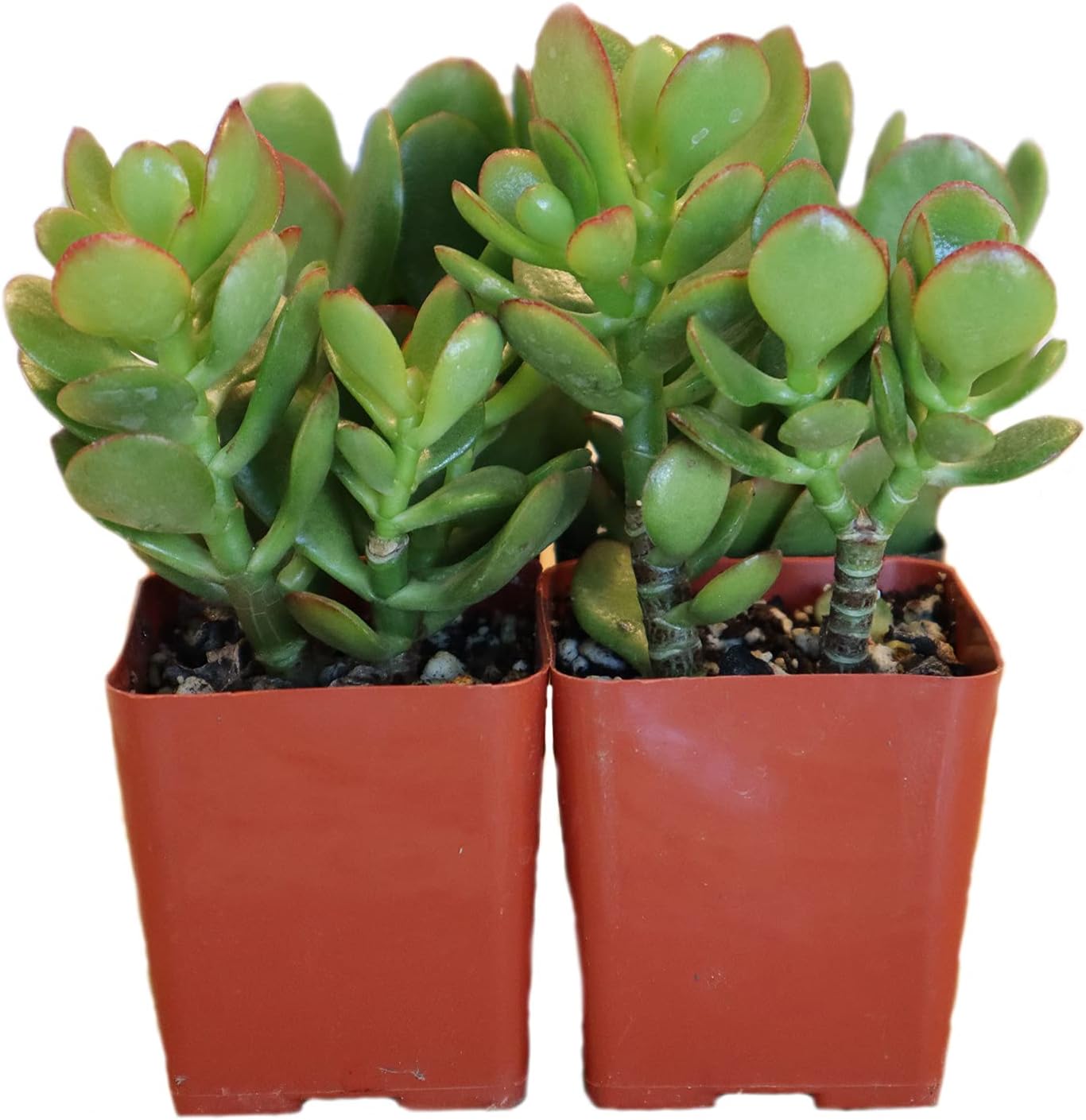 Shram Succulents Jade Plant/Crassula Ovata/Jade Succulent/Live Jade Plant Succulent (4 Pack)