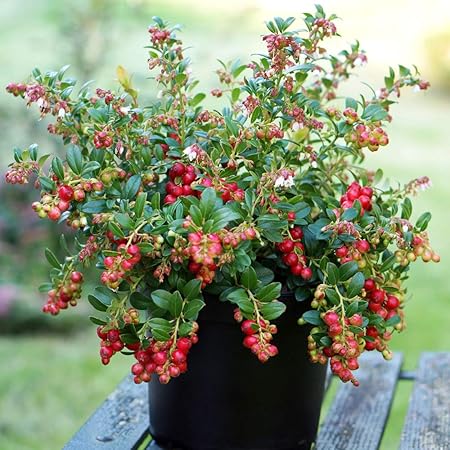 Amazon Co Jp リンゴンベリー9cmポット苗 挿し木苗 2個セット 果樹 二年生挿し木苗 赤い実が美しく 寒さにとても強く簡単に放任栽培可能 品薄の常緑低木果樹 性質 強い 自家結実性あり 1本で実を付けます リンゴンベリーには驚く程の量のビタミンeが含まれ