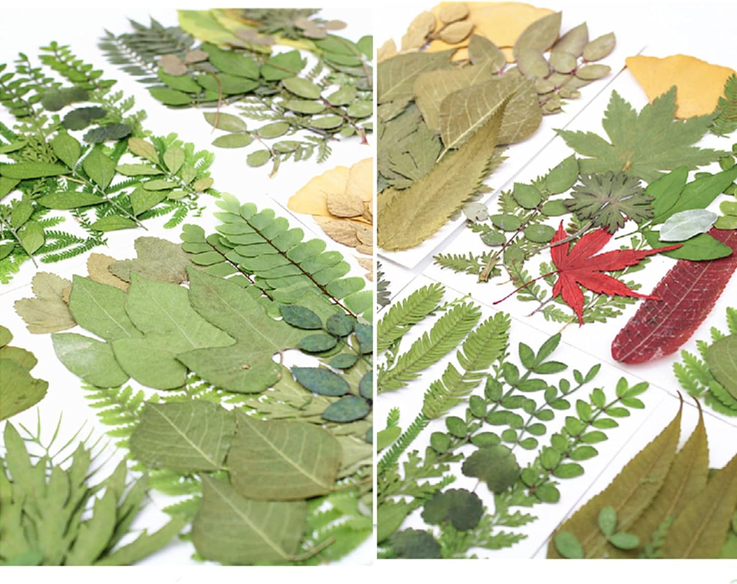 129 foglie secche, fiori secchi, verdi, pressate naturali, per candele, resina, gioielli, sapone, cornici per foto, ciondoli