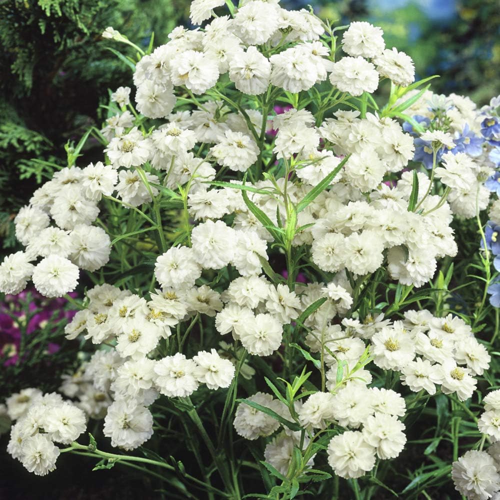Sow Right Seeds Common White Yarrow Seeds for Planting