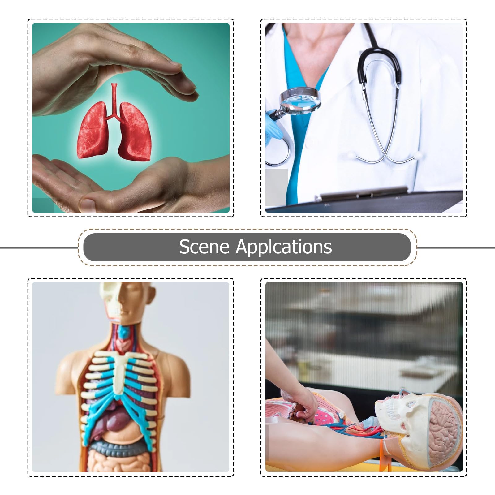YARNOW Modèle Pulmonaire Anatomique Réaliste en Plastique pour Enseignement de L'anatomie et Physiologie, Matériel Éducatif pour Étudiants en Sciences Médicales