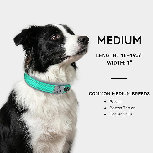 Foto 5 de 6 de Joytale Collar Perro Mediano, Resistente y Reflectante, Ajustable de Acolchado Neopreno Nylon, Turquesa, M