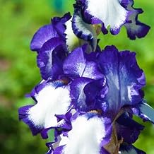 Rare Gladiolus Gladiolus Bulbs Wedding Flowers/Cut Flowers/Plant Bulbs-3bulbs-d