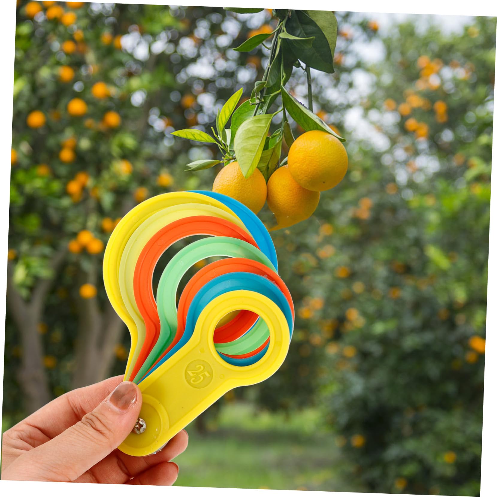 Hohopeti 10ensembles Outils De Mesure De Fruits De Cercles De Classification Pour Mesure Précise Des Poires Et Pratique Et Pour Classement