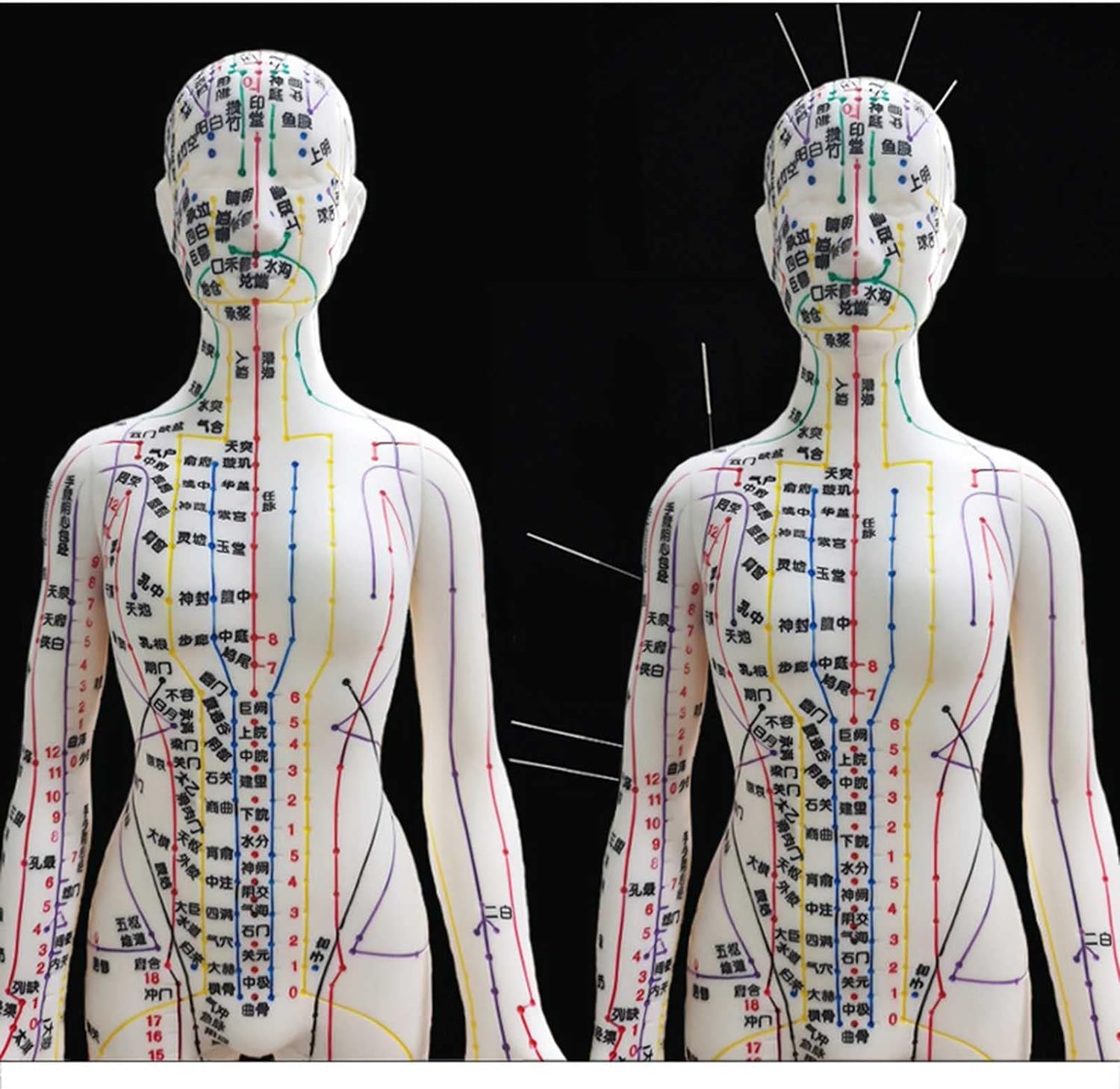 Amazon | 超クリアな経線鍼灸モデル、人体の鍼灸モデル52cmクリア経絡
