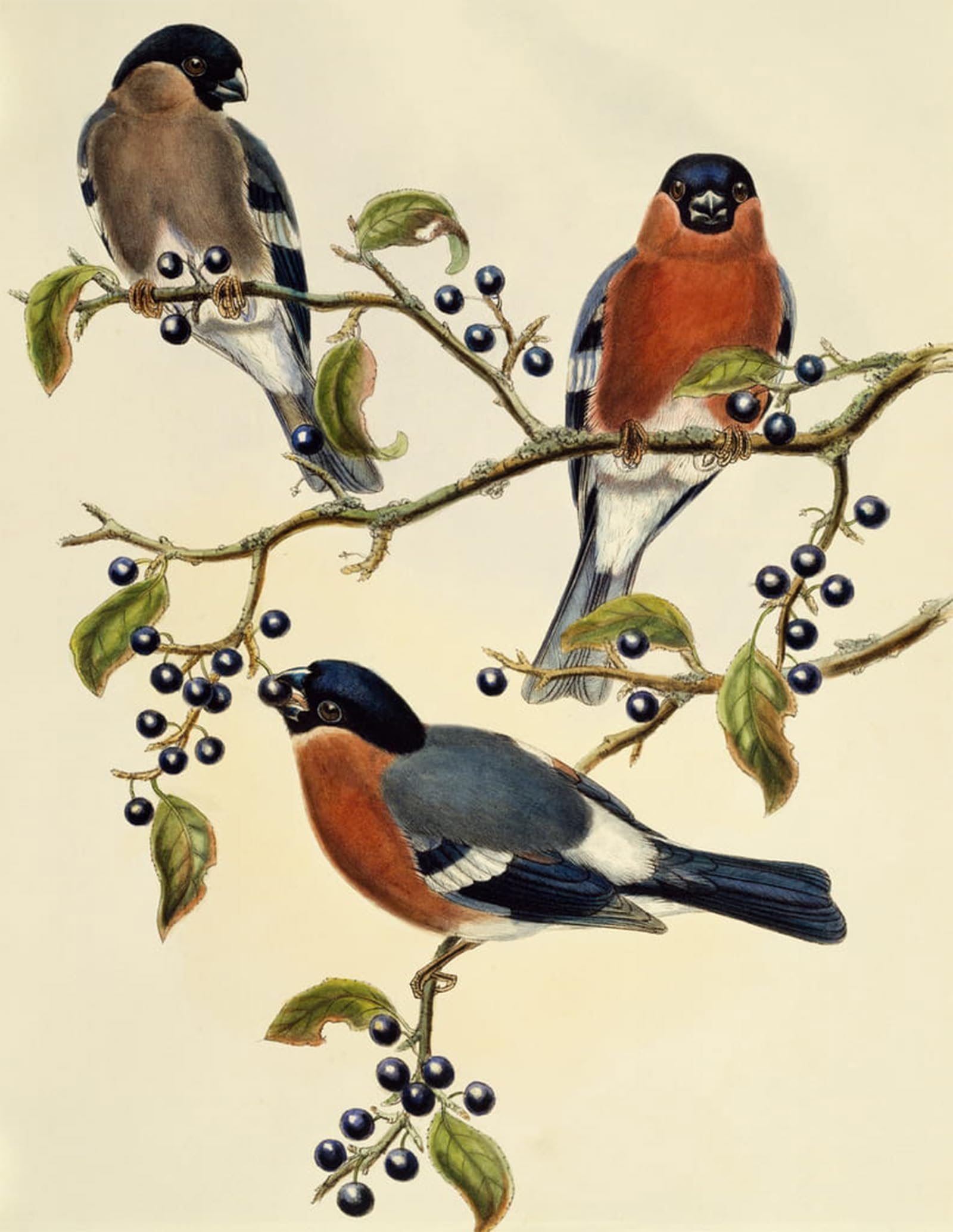 ARTXLXXBN Famous Print Painting Colorful Art Print Animal Bird Finch Engraving United Kingdom by John Gould Canvas Art Decorations for Home Decor 60x90cm