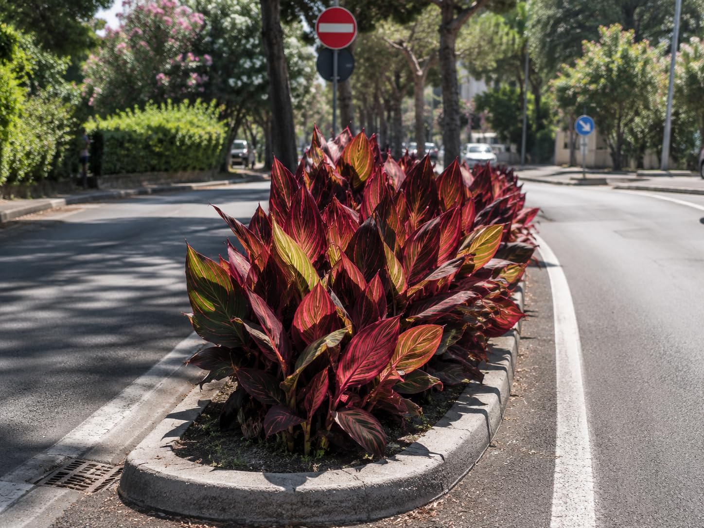 POWERS TO FLOWERS - CANNA INDICA TROPICANNA RED, VASO 19 CM, piante vere