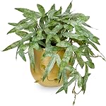 Faux Plants Indoor 9'' Artificial Potted Silk Plant with Black Ceramic Pot Fake Pteris Cretica Fern Plant for Home Office Room Desk Shelf Decor Indoor(2PACK)