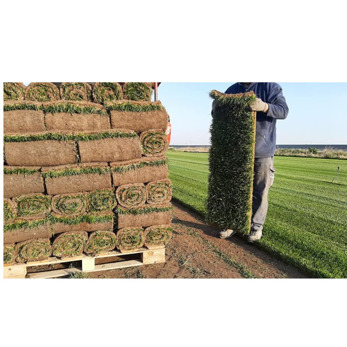 Prato Vero a Rotoli - Vera Erba Naturale per Giardino ed Esterni - 3 Metri Quadrati