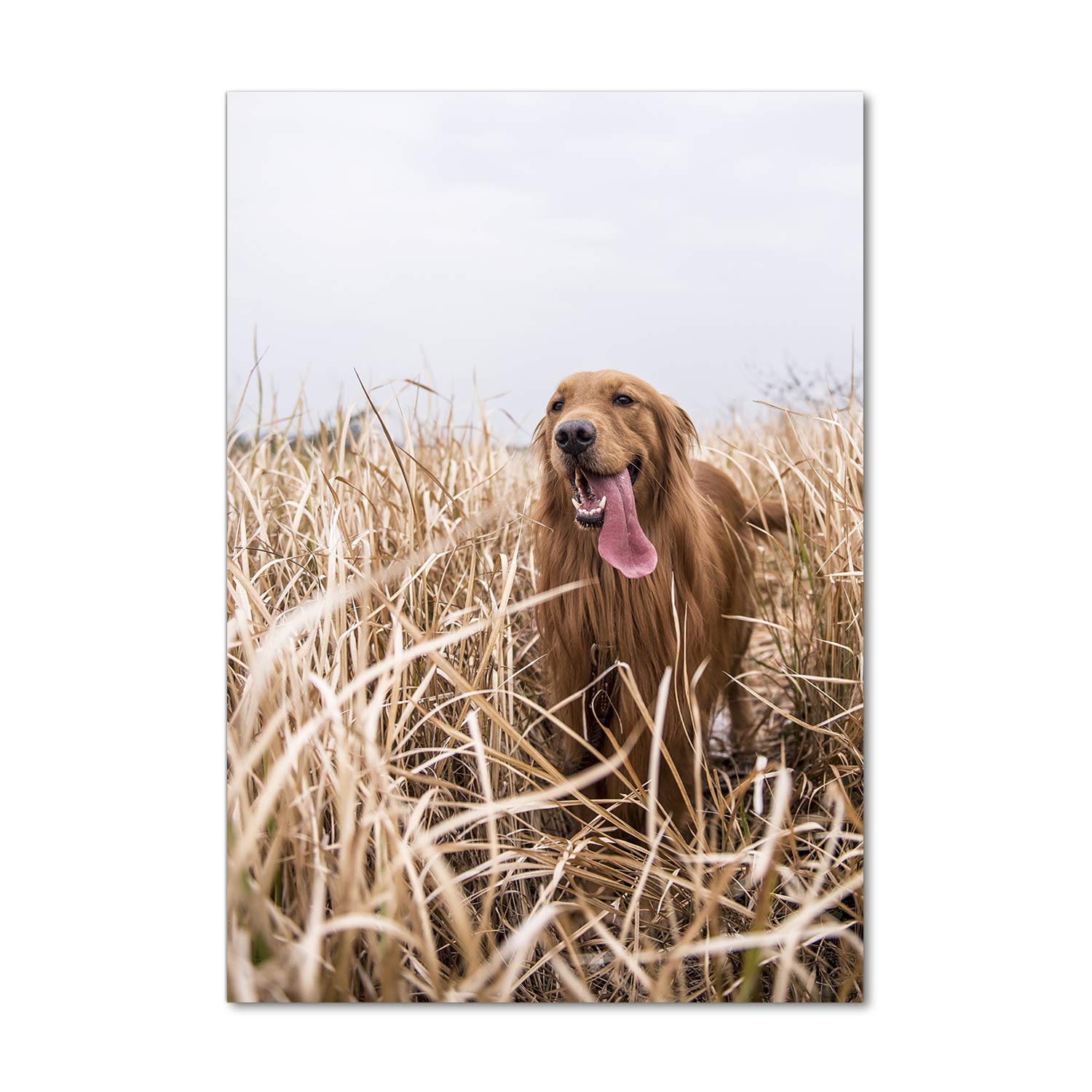 Impression sur verre Golden Retriever 70x100 tableau animaux beige mat