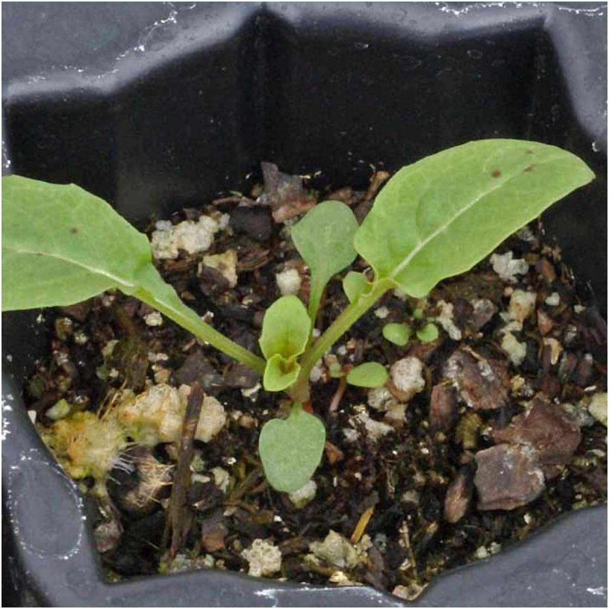 Everwilde Farms - 1 Lb Showy Evening Primrose Native Wildflower Seeds - Gold Vault