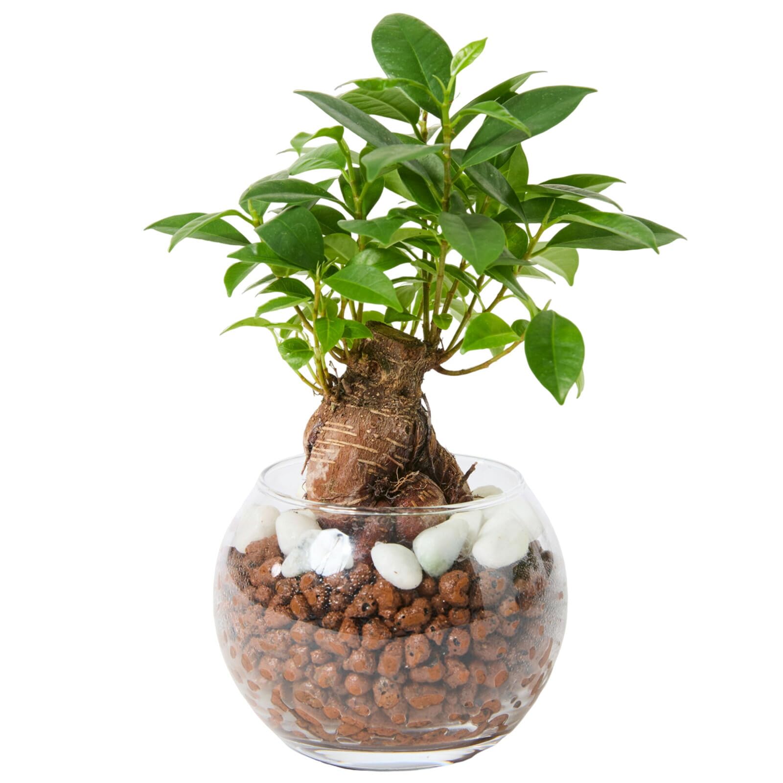 bloomee ガジュマル