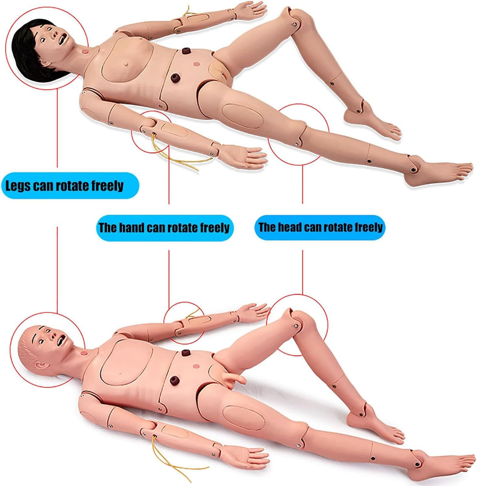 Générique Mannequin médical pour soins infirmiers de 5,57 pieds avec 3 modules musculaires,Male