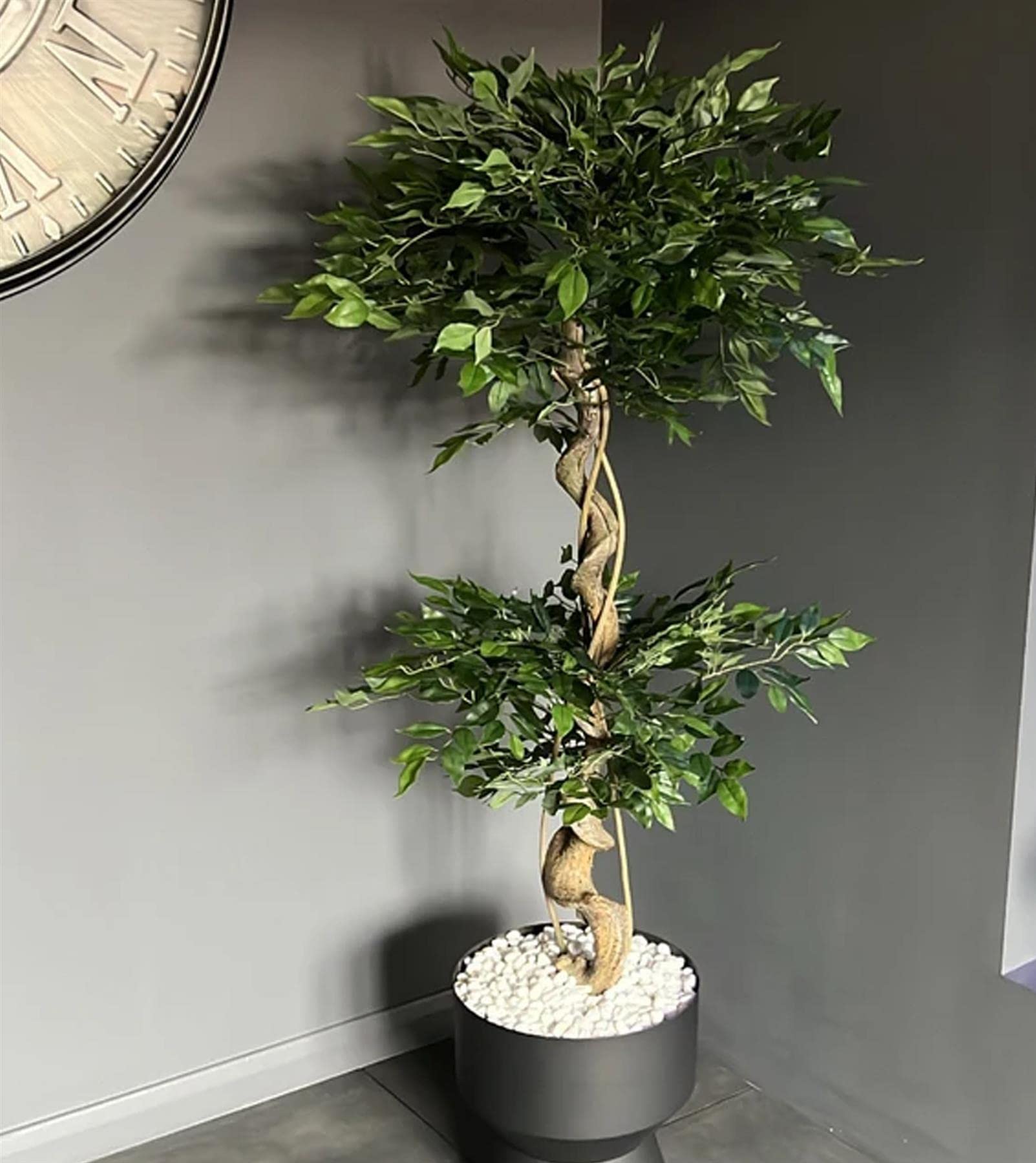 B&Q -  150Cm Twisted Trunk Artificial Japanese Fruticosa Style Ficus Tree